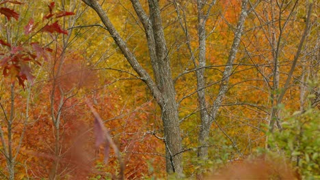 Weißbrüstiger-Kleibervogel-Auf-Baumwagen-Mit-Goldenen-Herbstfarben-Im-Hintergrund