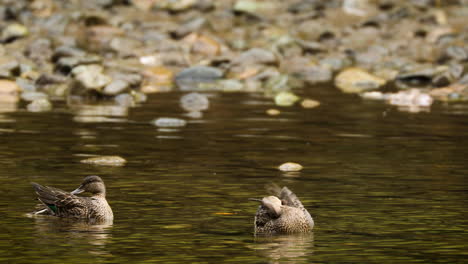 Small-dabbling-ducks-grooming-themselves-while-floating-in-river