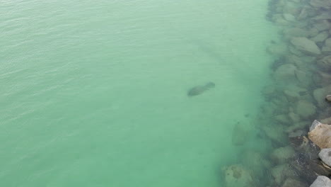 Aerial-descent-to-Manatee-on-sand-bottom-near-rocky-Miami-breakwater