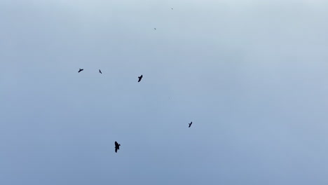 águilas-Volando-En-El-Cielo-Azul