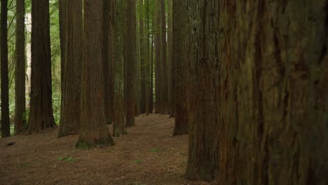 People-in-distance-of-redwood-tree-forest