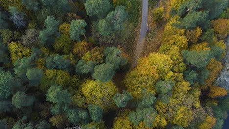 AERIAL-Top-Down-Fly-By-of-a-Path-going-through-a-Vibrant-Autumn-Foliage-in-Vilnius,-Lithuania