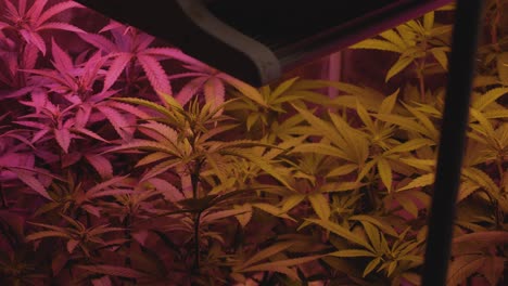 home-grow-marijuana-cannabis-blowing-in-wind-inside-home-grow-tent-with-artificial-full-spectrum-LED-lighting-fan-blowing-fixed-angle-from-top-with-silhouette-of-light-in-foreground