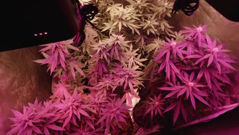 home-grow-marijuana-cannabis-blowing-in-wind-inside-home-grow-tent-with-artificial-full-spectrum-LED-lighting-fan-blowing-slow-orbit