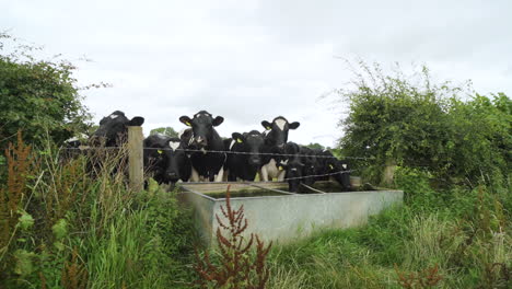 Vacas-Blancas-Y-Negras-Bebiendo-Agua-Rodeadas-De-Plantas-Verdes-En-Un-Campo-De-Agricultores