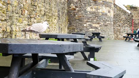Cheeky-grey-seagull-standing-on-Conwy-harbour-picnic-table-in-overcast-Autumn-marina-dolly-left