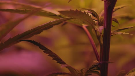 hemp-cannabis-marijuana-plant-knode-branch-on-indoor-home-DIY-medical-THC-CBD-grow-blowing-in-wind-full-spectrum-LED-lighting