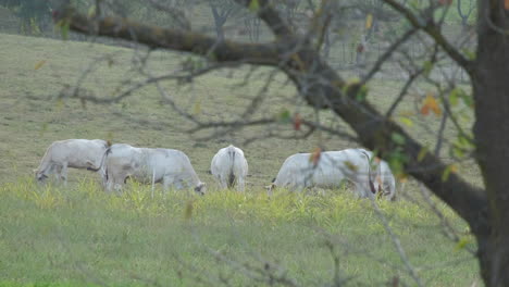Herde-Weißer-Kühe,-Die-Auf-Einem-Ländlichen-Bauernhof-Weiden