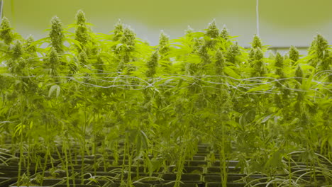 Dolly-In-Großen-Cannabispflanzen,-Die-In-Einer-Gärtnerei-Wachsen