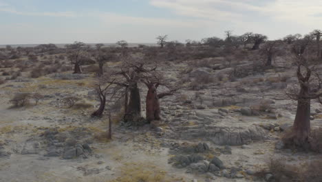 Baobab-Bäume-Auf-Der-Insel-Kubu-Und-Im-Gebiet-Makgadikgadi-Pan-In-Botswana