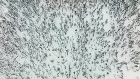 Top-down-aerial-view-of-snow-covered-forest-in-Norway
