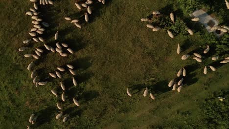 Aerial-panning-view-of-hundreds-of-white-sheep-grazing-on-a-meadow