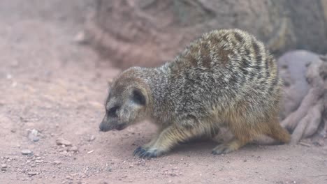 Close-up-of-meerkat-eating