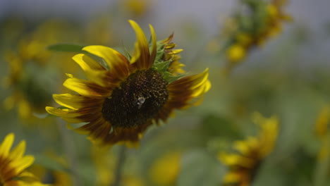Honey-Bee-sitting-on-a-sunflower