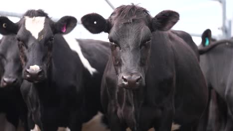 Funny-looking-cows-straight-at-camera,-black-holstein-animals-in-herd