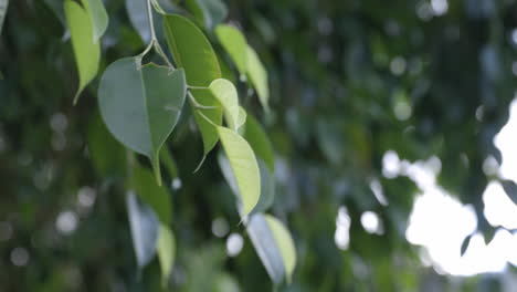 Close-up-of-backlit-lush-green-leaves-moving-in-the-wind