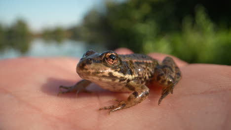 Small-Young-Brown-Frog-relaxing-and-taking-sunbath-on-hand-of-person-during-sunset---Blurred-lake-pond-in-background---Macro-close-up-portrait