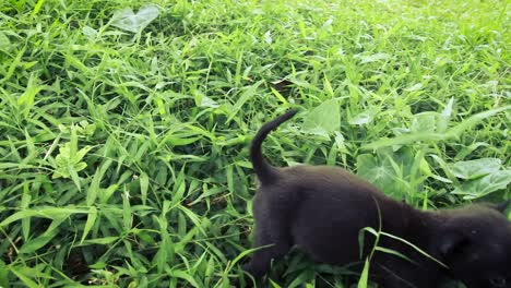 A-cute-black-puppy-walking-among-the-green-grass-on-a-summer-day