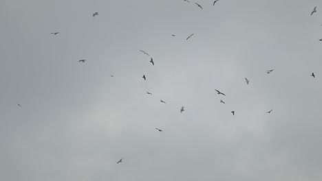 Hintergrund-Einer-Gruppe-Von-Seevögeln,-Die-Auf-Einem-Grauen-Himmel-Fliegen