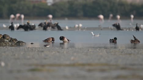 A-Flock-of-migratory-Mallard-ducks-in-the-early-morning-at-the-back-waters-of-marsh-land-in-Bahrain