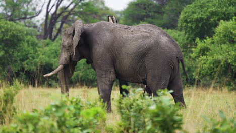 Side-View-Profile-Of-An-Old-Elephant-Standing-In-Grassland-Savannah-In-Moremi-Game-Reserve,-Botswana