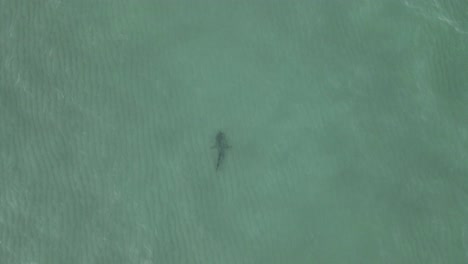 Vertikale-Luftaufnahmen-Eines-Hais,-Der-Allein-Im-Klaren,-Flachen,-Grünen-Meer-Schwimmt