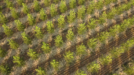 Poplars-agriculture-cultivation-aerial-view