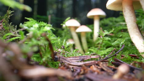 Low-angle-dolly-shot-of-different-mushrooms-growing-in-deep-forest-and-moss---prores-4k-shot