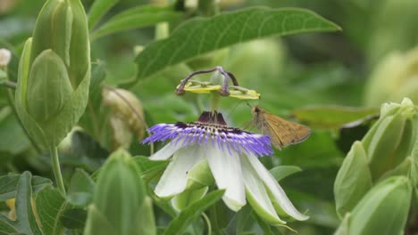 Close-up-of-a-butterfly-standing-on-a-blue-crown-passion-flower-collecting-nectar-contributing-to-pollination