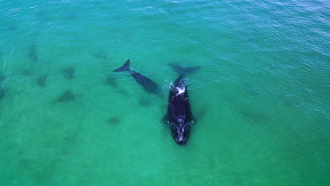 Calving-season-for-Right-whales-in-South-African-coastal-waters,-drone-dolly-out