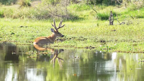 Beautiful-landscape-scenery-with-a-wild-and-mystical-marsh-deer,-blastocerus-dichotomus-resting-peacefully-in-the-ibera-wetland-with-picturesque-reflections-on-the-water-surface