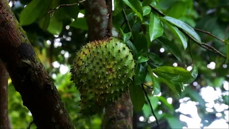 Soursop-hanging-from-a-tree,-fruit-with-a-rich-source-of-vitamin-C,-footage-of-fruit-with-prickly-skin-surface
