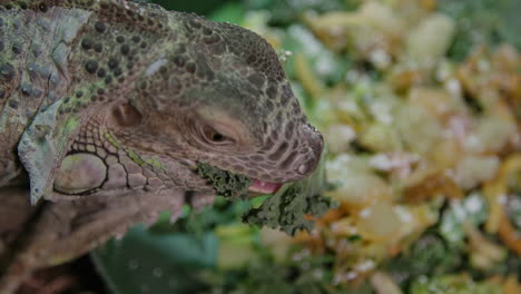Cute-green-iguana-chowing-down-on-salad
