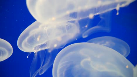 Macro-close-up-of-white-transparent-jellyfish-group-in-deep-ocean-water-during-sunny-day