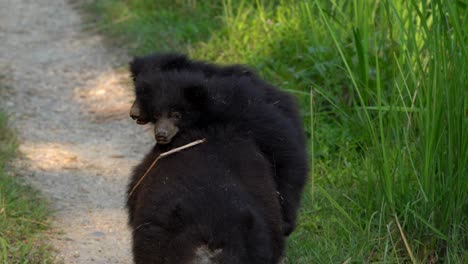 A-female-sloth-bear-with-two-cubs-riding-on-her-back-in-the-Chitwan-National-Park-in-Nepal