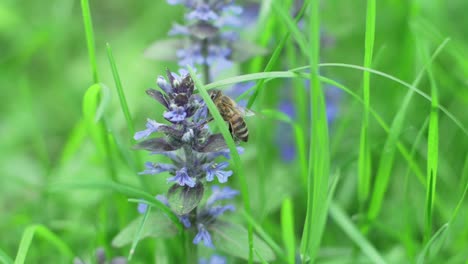 Bee-Collects-Nectar-From-Purple-Flowers-Of-Creeping-Bugle-In-Garden,-Slow-Motion