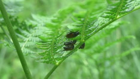 Planta-De-Helecho-Con-Cuatro-Escarabajos-Chafer-De-Jardín-Durante-La-Temporada-De-Apareamiento