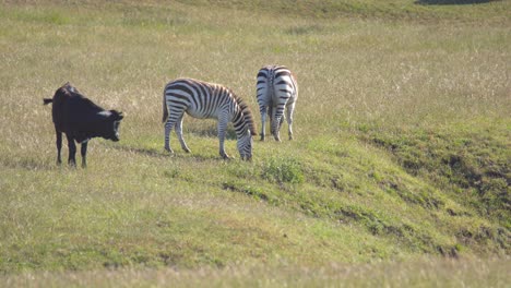 Zebras-grazing-in-private-land-along-the-Pacific-Coast-Highway