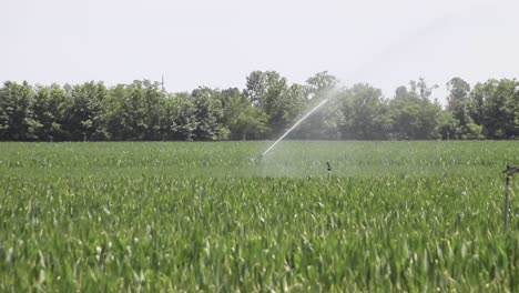 Watering-fields-with-agricultural-plants