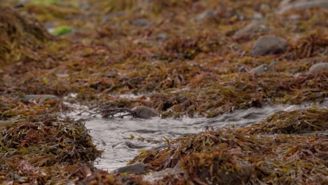 A-Stream-of-water-trickling-over-a-seaweed-covered-beach