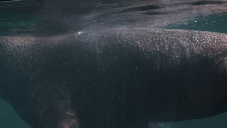 Zeitlupe-Eines-Patagonischen-Seelöwen,-Der-Unter-Wasser-Schwimmt