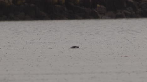 A-Seal-Swimming-by-a-Coastline-on-a-Wet-Raining-Day
