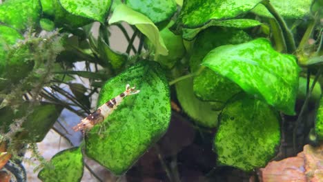 Crystal-Black-Taiwan-Bee-Fresh-Water-Shrimp-walks-on-Anubias-aquarium-plant