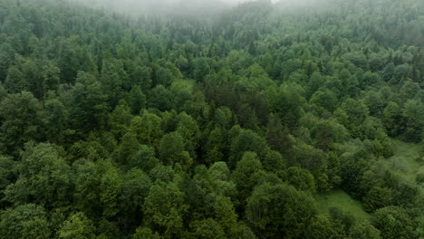 AERIAL---Misty-forest-in-the-Caucasus-Mountains,-Georgia,-reverse-rising-tilt-up