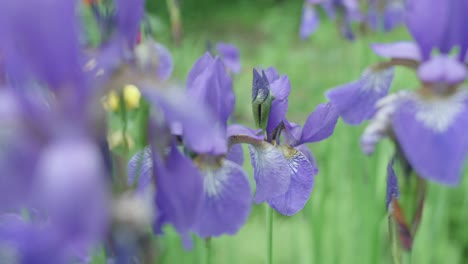 Ein-Feld-Mit-Wunderschön-Blühenden-Lila-Iris-Wird-Von-Europäischen-Honigbienen-Bestäubt