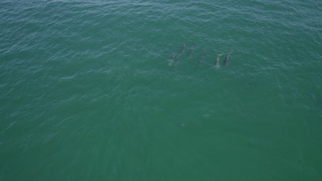 Grupo-De-Delfines-Mulares-Comunes-En-El-Mar