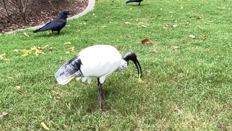 Wild-Australian-white-ibis,-threskiornis-molucca-eating-chips-dumped-on-the-grass-by-human-being-in-urban-downtown-Brisbane-city,-Australia,-slow-motion-shot