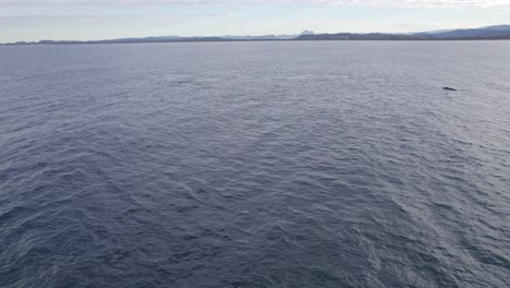 Aerial-Of-Humpback-Whale-In-The-Ocean-Near-Fingal-Head,-NSW,-Australia---drone-shot