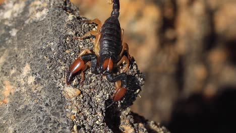 Scorpion-in-the-Kalahari-desert,-Southern-Africa