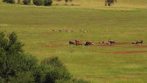 Plains-game-of-Southern-Africa